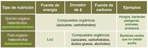 Heterótrofos Qué Organismos Son Nutrición Clasificación Ejemplos