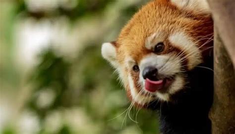 Are Red Pandas Dangerous Do Red Pandas Attack Humans Wild Explained