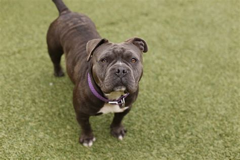 She started one of the first. 54 HQ Images Home Pet Euthanasia San Diego / In Home Pet ...