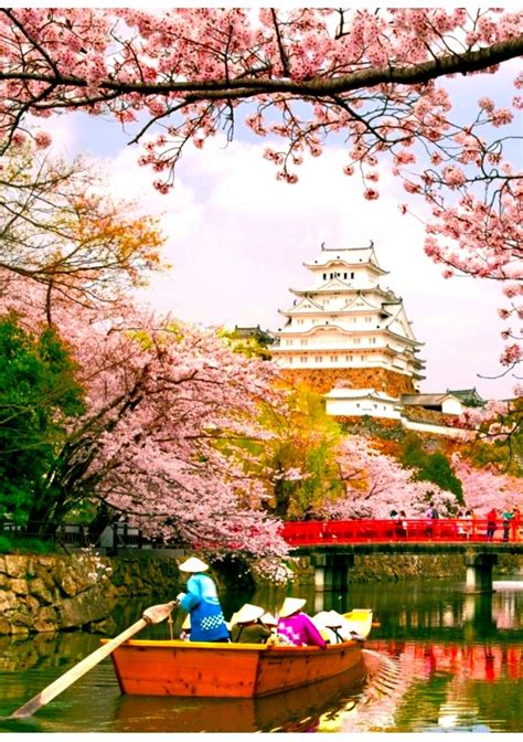 Pin by Janak Narayan on japan cherry blossom in 2021 | Japan cherry blossom, Cherry blossom, Blossom