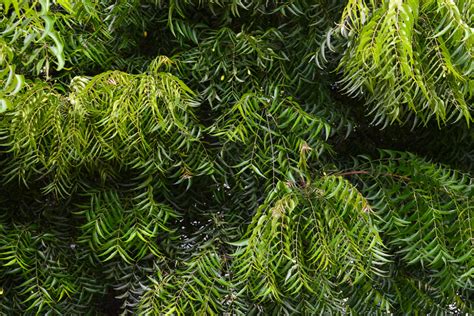 Practical uses of azadirachta indica. Azadirachta indica / IPlantz