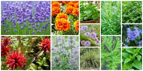 12 Garden Plants That Repel Mosquitos So You Can Enjoy Being ...