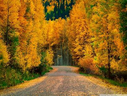 Aspen Fall Trees Wallpapers Desktop Colorado Autumn