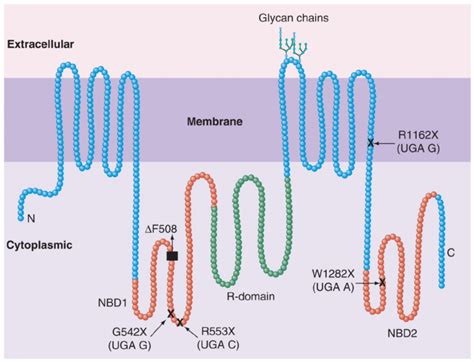 The cystic fibrosis foundation cff (2010) states the 1400 cftr gene mutations are classified into 6 groups class 1: Cystic fibrosis transmembrane conductance regulator and ...