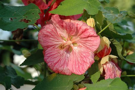 Bella Pink Flowering Maple Abutilon Bella Pink In Issaquah Seattle