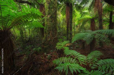 New Zealand Rainforest Details Landscape Stock Photo Adobe Stock