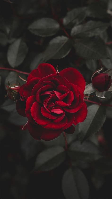 Rose Red Flower Bud Iphone 8 Wallpapers Free Download