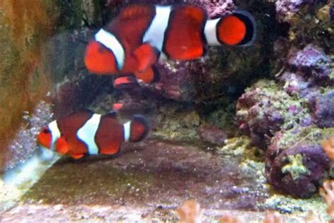 Definitive Guide To Breeding Clownfish How To Hatching Eggs And More