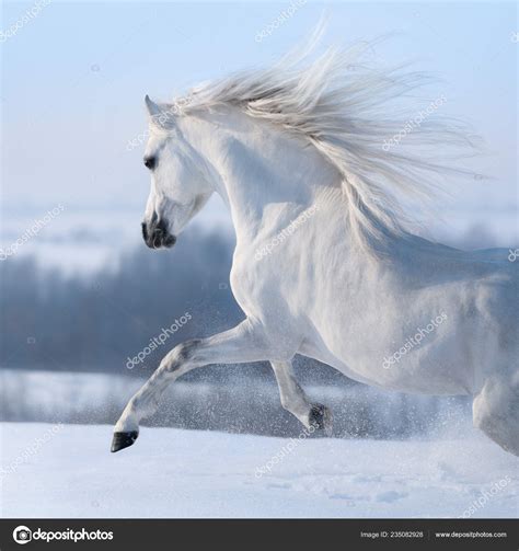 Beautiful White Horse Long Mane Galloping Winter Snowy