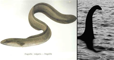 Could Super Eels Explain The Loch Ness Monster TwistedSifter