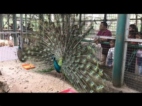 Burung cenderawasih atau lebih dikenal dunia dengan nama bird of paradise memiliki setidaknya 43 spesies yang tersebar tersebar dihutan hujan pulau lalu seperti apa wujud setiap spesies burung cenderawasih itu, berikut kami rangkumkan daftar burung cendrawasih yang paling populer di dunia. Vlog ragunan | burung tercantik di dunia - YouTube