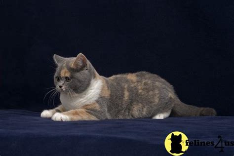Secereli anne babadan rezerve black silver shaded yavru. British Shorthair Cat for Sale: Rare Dilute Calico CFA ...