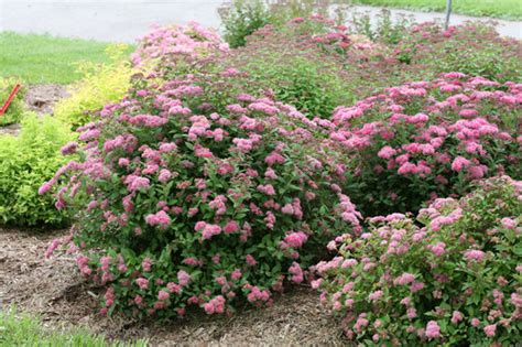 Spirea Ultimate Care And Growing Guide Proven Winners