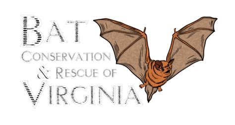 Bats Of The Philippines A Little Different Bat Conservation And Rescue