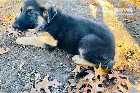 Oakley German Shepherd Puppy For Sale Near St Louis Missouri