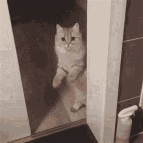 Door Hide Gif Door Hide Close Descubre Y Comparte Gif