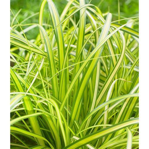 Landscape with decorative grasses with help from a professional garden designer. Ornamental Grass: Carex oshimensis EverColor® Eversheen ...