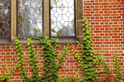 We did not find results for: Windows Walls Ivy · Free photo on Pixabay