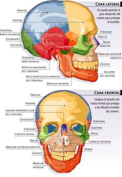 Biología Humana Esqueleto Axial CrÁneo