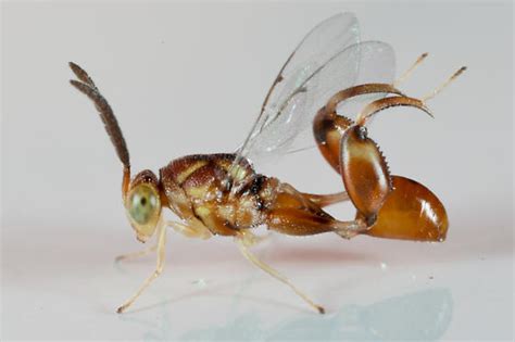 Small Chalcid Wasp Conura Bugguidenet