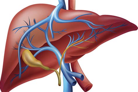 Which organs are found in the chest cavity? What Does the Liver Do for the Body? | About Liver Function