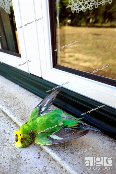 Dead Parakeet After Hitting A Window For Birds Stock Photo Picture