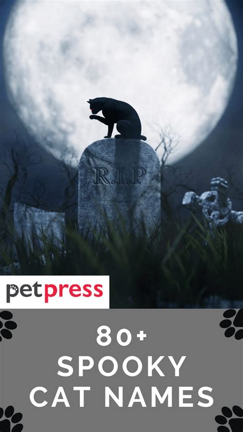 80 Spooky Cat Names For Your Cat Name On Halloween Petpress