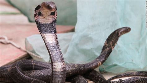 A snake of june (japanese: The Chinese krait and the Chinese cobra may be the ...