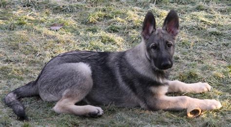 Shiloh Shepherd Info Puppies Breeders Temperament Pictures