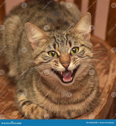 Tabby Cat Meows Stock Photo Image Of Enchanting Close 64942448
