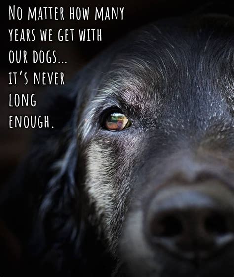 Never Long Enough Dogs Dog Quotes Dog Quotes Love