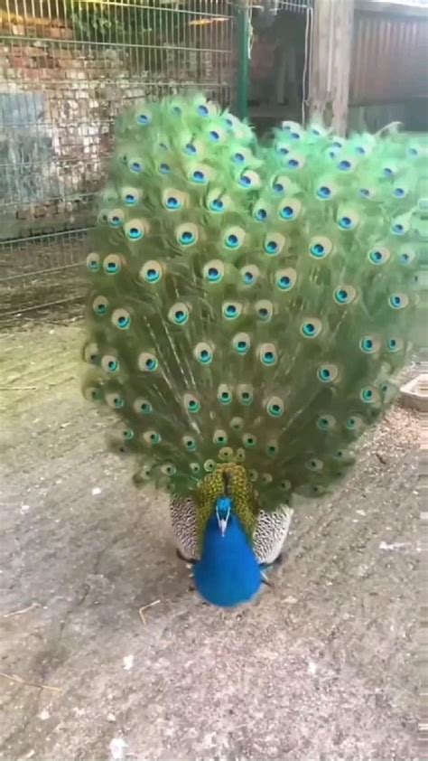I Love Peacocks Check Out This Peacock Epoxy Resin Block Wait Til The