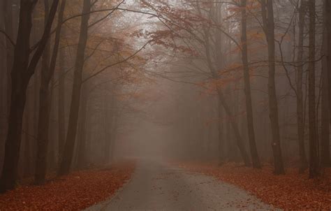 Wallpaper Road Fog Autumn Forest Fall Foliage Autumn Road Fog