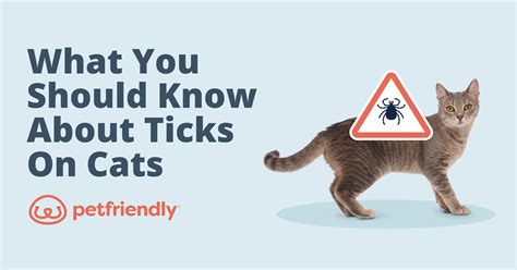 What You Should Know About Ticks On Cats And How To Remove