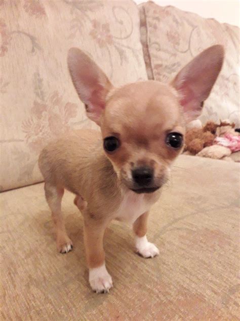 Male Chihuahua Puppy For Sale In Biggar South Lanarkshire Gumtree