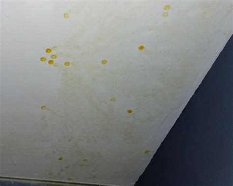 Yellow Spots On Bathroom Ceiling Best Design Idea
