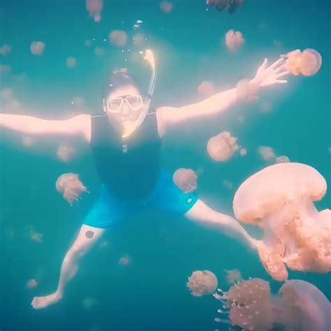 You Can Swim With Jellyfish In This Lake Beautiful World