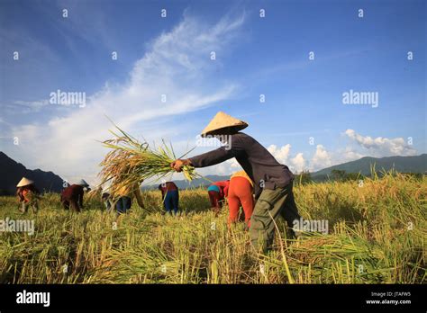 Farmers Working In Rice Fields In Rural Landscape Laos Indochina