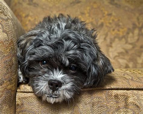 Find puppies in your area and helpful tips and info. PEEKAPOO PUPPIES FOR SALE | Peekapoo Puppies For Sale ...
