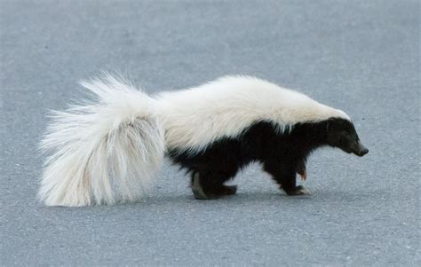 Can Skunks Climb How To Keep Them Away From Your Home