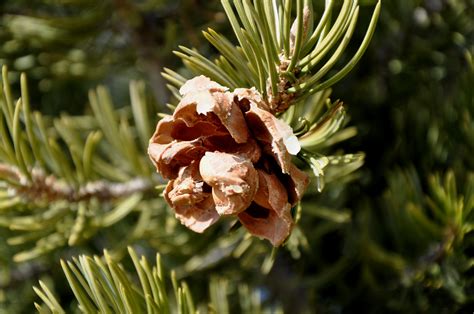 Pinyon Pine Two Needle Leaves And Cone Of Pinus Edulis