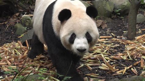 Smart Tech Is Helping To Protect Chinas Giant Pandas Cnn Video