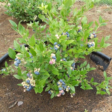 Growing Blueberries Best Tips For The Home Garden Blueberry Plant