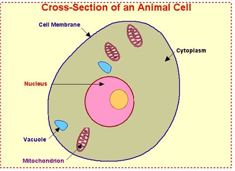 Animal Cell Labeled 572×417 Pixels Cell Diagram Science Cells
