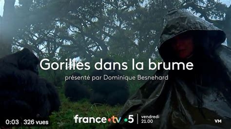 Gorilles Dans La Brume Ce Soir Vendredi 13 Janvier 2023 Sur France 5 Dans Place Au