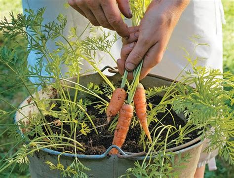 How To Grow Carrots In A Container 101 Gardening