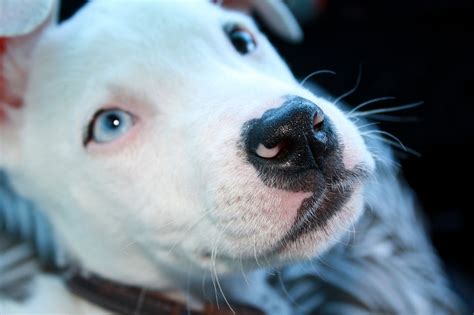 Participio passato di emaciare, uguale in latino col significato di 'smagrire, svigorire', composto di macies… Cucciolo emaciato abbandonato in una scatola di cartone di ...