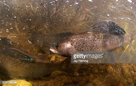 Arctic Grayling Spawn Stock Foto Getty Images