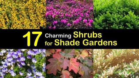 17 Charming Shrubs For Shade Gardens Shade Garden Shade Shrubs
