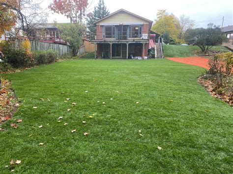 Baby pine trees are susceptible to dehydration and sunburn, so make a screen from plywood board and shade your tree from the afternoon sun on the west side. Growing Grass Under Pine Trees - My Landscapers